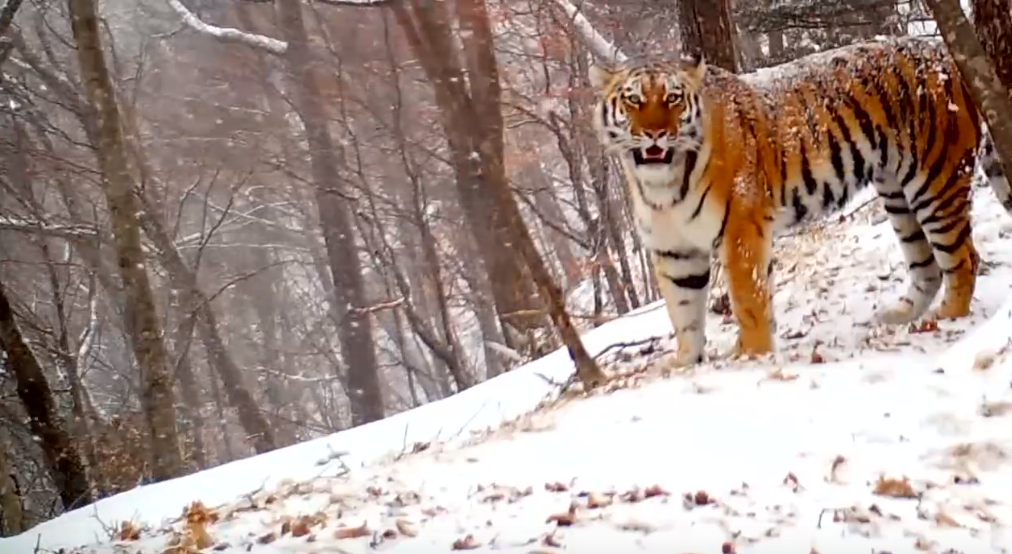 Материнский зов тигрицы впервые попал на видео в Приморье ТЕЛЕПОРТ РФ